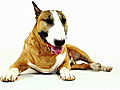 Dogs 101: Bull Terrier