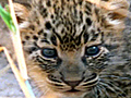 Leopard Kittens!