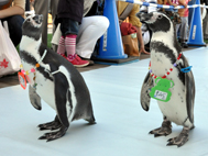 広島・ペンギンに触れ地球環境考える