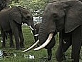 Elephants and the Illegal Ivory Market