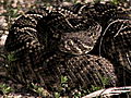 Swamp Wars: Rattlesnake In the Dark