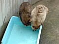 ２８１秋田市大森山動物園