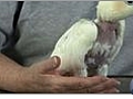 Bird Care - How to Stop Feather Plucking