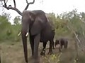 Elephant with 1 Day Old Calf - Amazing