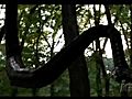 Anacondas: Trail of Blood (Anaconda 4 - 2009)