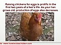 Raising Chickens For Eggs - 5 Effective Tips On How To Raise Chickens For Maximum Results