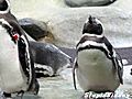 Penguin Drifts Off To Sleep