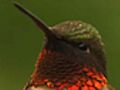 How To Make Hummingbird Food