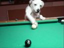 Snooker Doggy