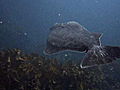 Life on the Line: Get to Know a Halibut