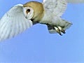字幕なしThe Life Of Birds -02- The Mastery Of Fligh