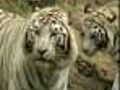 China Offers Taiwan Two White Tigers