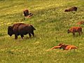 (1113) Bison Grazing On Spring Grass Ranchland With Nursing Calves Stock Footage