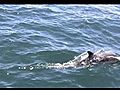 Dolphin Mall Video at Boat Bow &amp;#8212; Newport Beach CA