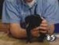 'Yvette' - Female Lab-Mix Puppy