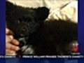 Police hunt dog killers