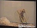 The Great Hamster Escape