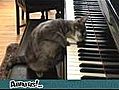 Chat pianiste