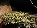 Time Laps of Marijuana Plants growing - Cool