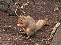 Wobbly the Dancing Squirrel