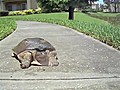 Faster Than Average Turtle