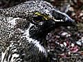 Sage Grouse in the Spotlight