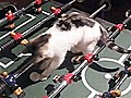 Kitten plays foosball