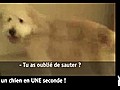 Vidéo Buzz: Comment calmer un chien fou en UNE seconde