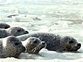 Captive seals baffled by ice