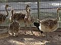 Chicken Adopts Baby Ostriches
