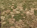 How to Identify and Treat Snow Mold