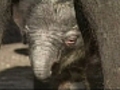 Baby elephant makes wobbly debut at Taronga Zoo