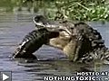 Un poisson s’attaque à un crocodile et le mange !