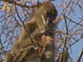 Baboon Flower Feast