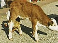 Six-Legged Cow