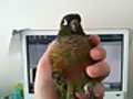 手中の鳥