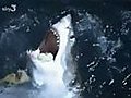 Evidence that great white sharks are peaceful creatures