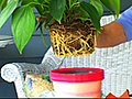 Revive a Pot Bound Plant