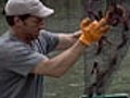 Dirty Jobs: Crawfish Catcher