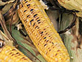 Campfire Corn with HerbButter Recipe