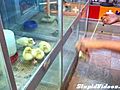 Ducklings Mesmerized By Yo-Yo