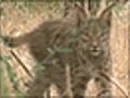 Encounter with world’s rarest cat