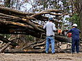 Swamp Loggers: Pick Up Sticks