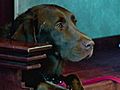 Dog Concierge Livens Up Canadian Hotel