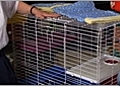 Ferret Care - Cage and Housing Requirements