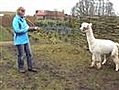 Halstermak maken van alpaca’s