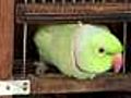 Parrot tips Holland to win World Cup