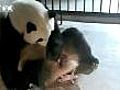 Panda birth caught on camera