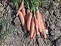 How To Harvest Carrots