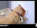 Vidéo Buzz: Les labradors intelligents ? Pas celui-ci !